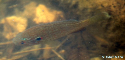 Lepomis gibbosus